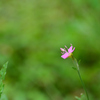 小さな花４