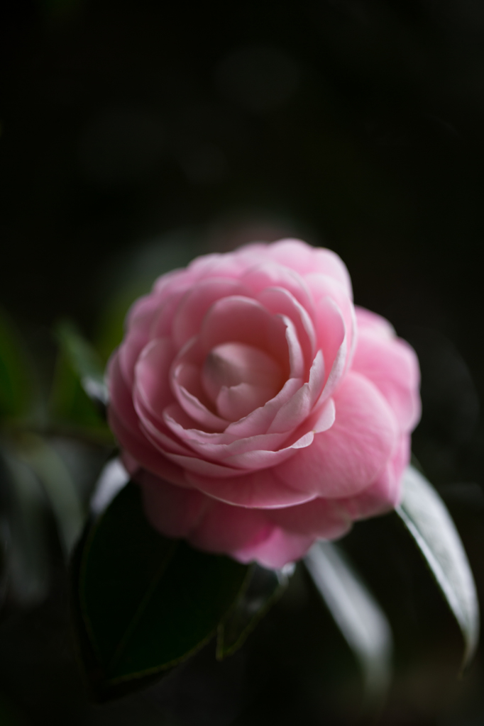 高嶺の花