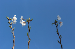 聞き耳たてる桜