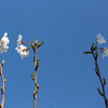 聞き耳たてる桜