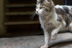 メキシコの思い出 ー 猫