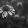 M10B0196