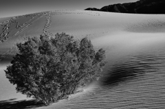 Death Valley NP6