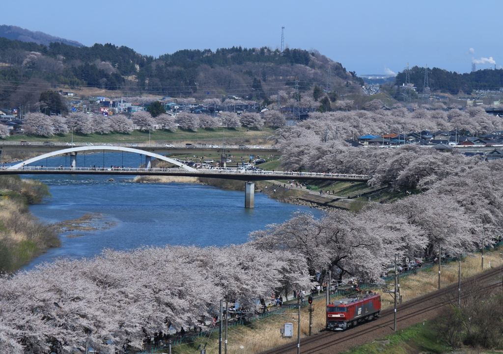 一目千本桜と白石川