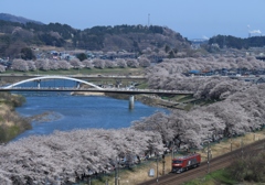 一目千本桜と白石川