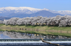 蔵王山脈と一目千本桜