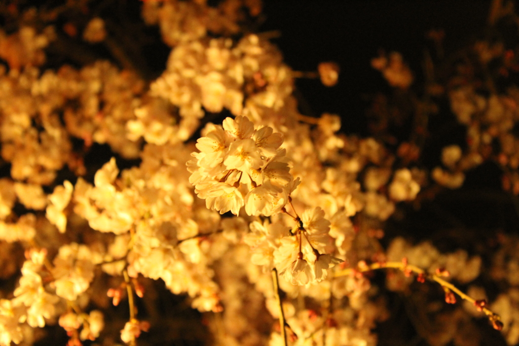 夜桜