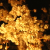 夜桜