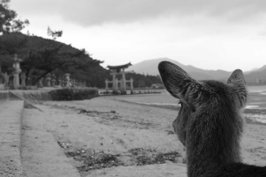 世界遺産と鹿
