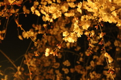 夜桜