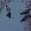 鳩ハトはと