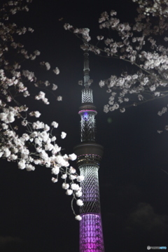 近所の桜