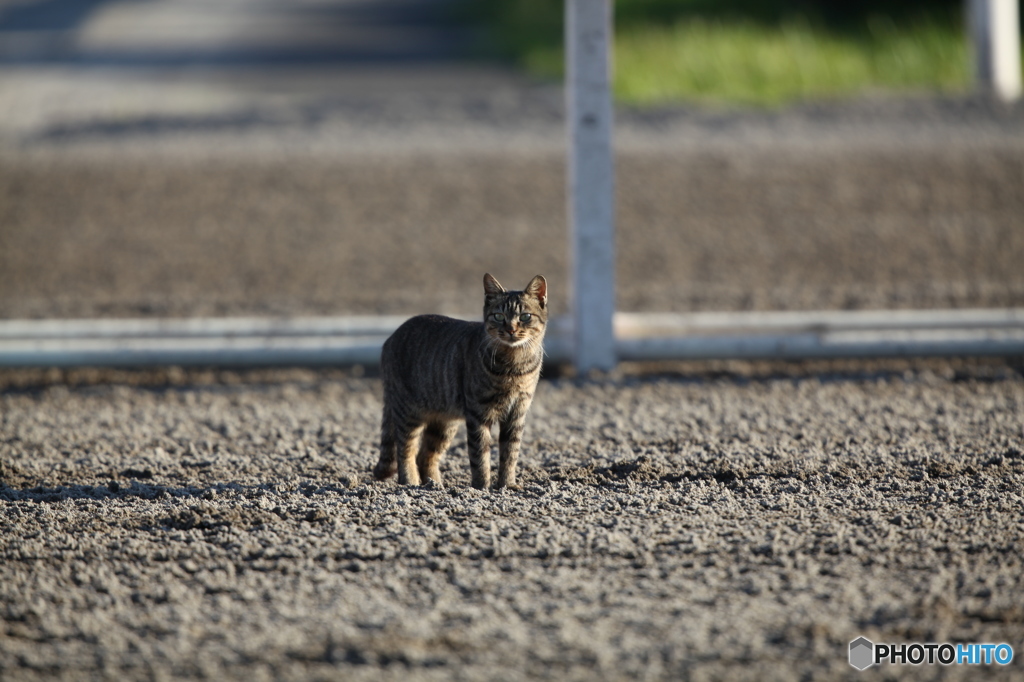 大井競馬場の野良猫