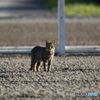 大井競馬場の野良猫