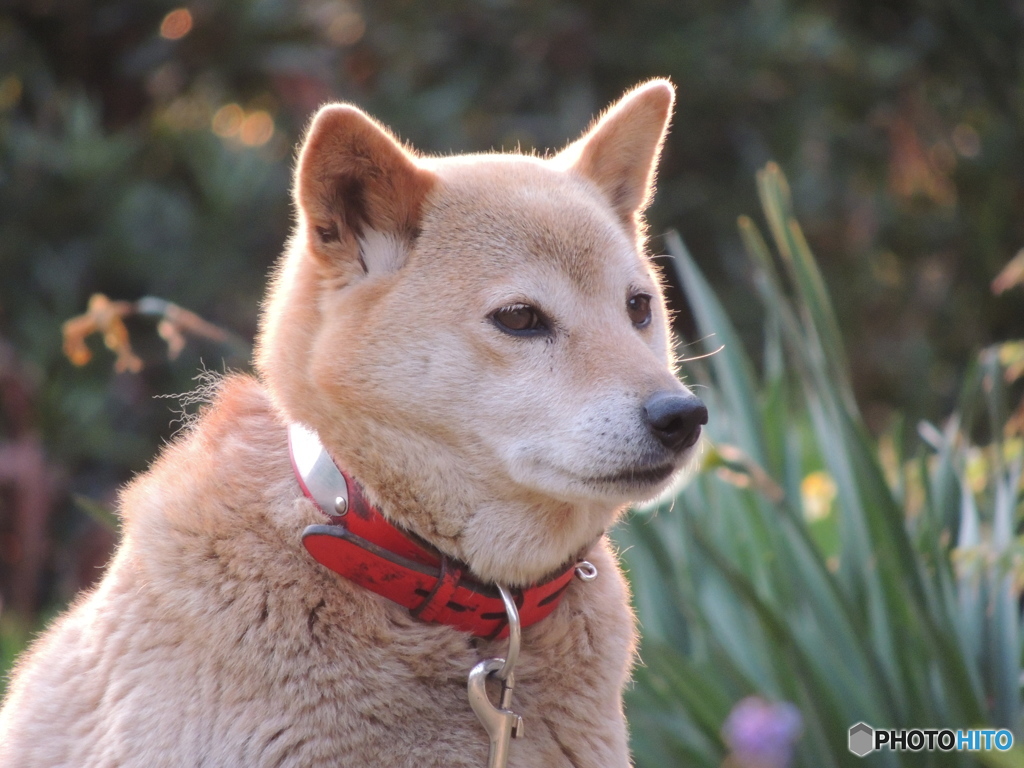 うちの番犬