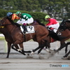 東京シティ競馬