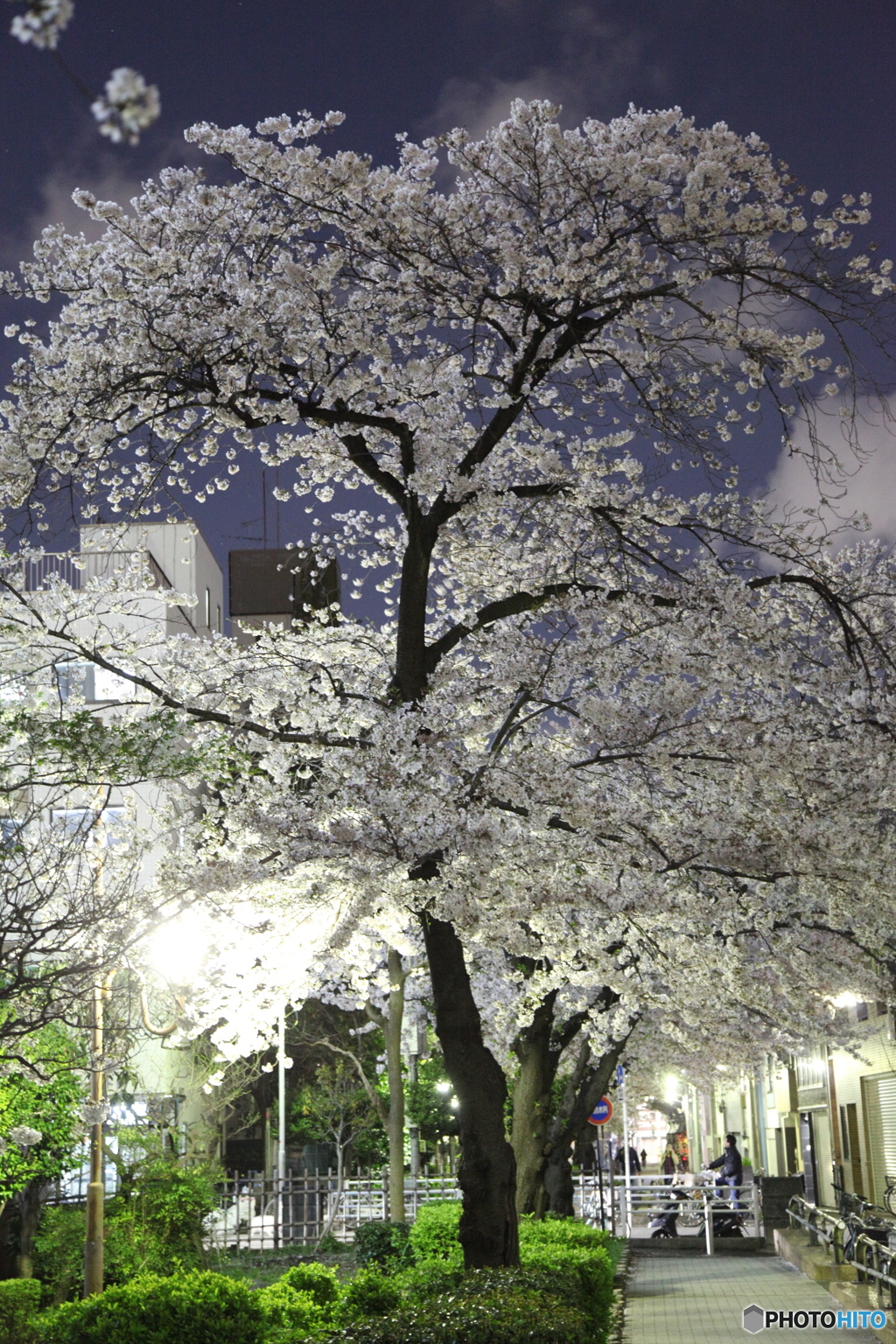 近所の桜