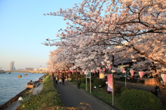 桜祭り