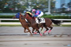 東京シティ競馬