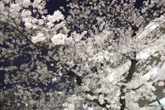 近所の桜