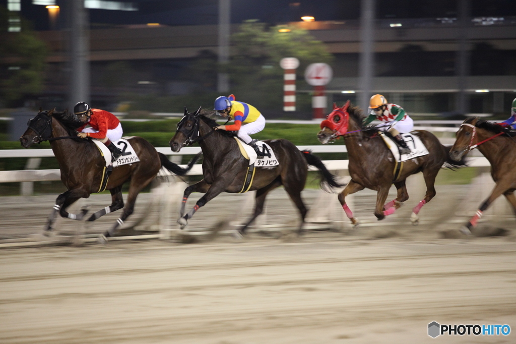 東京シティ競馬