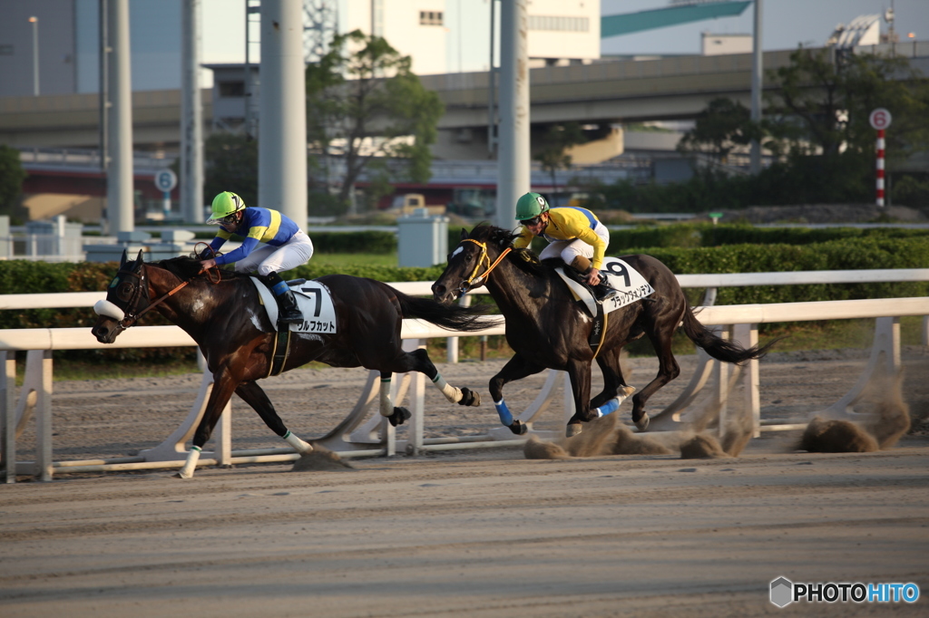 東京シティ競馬