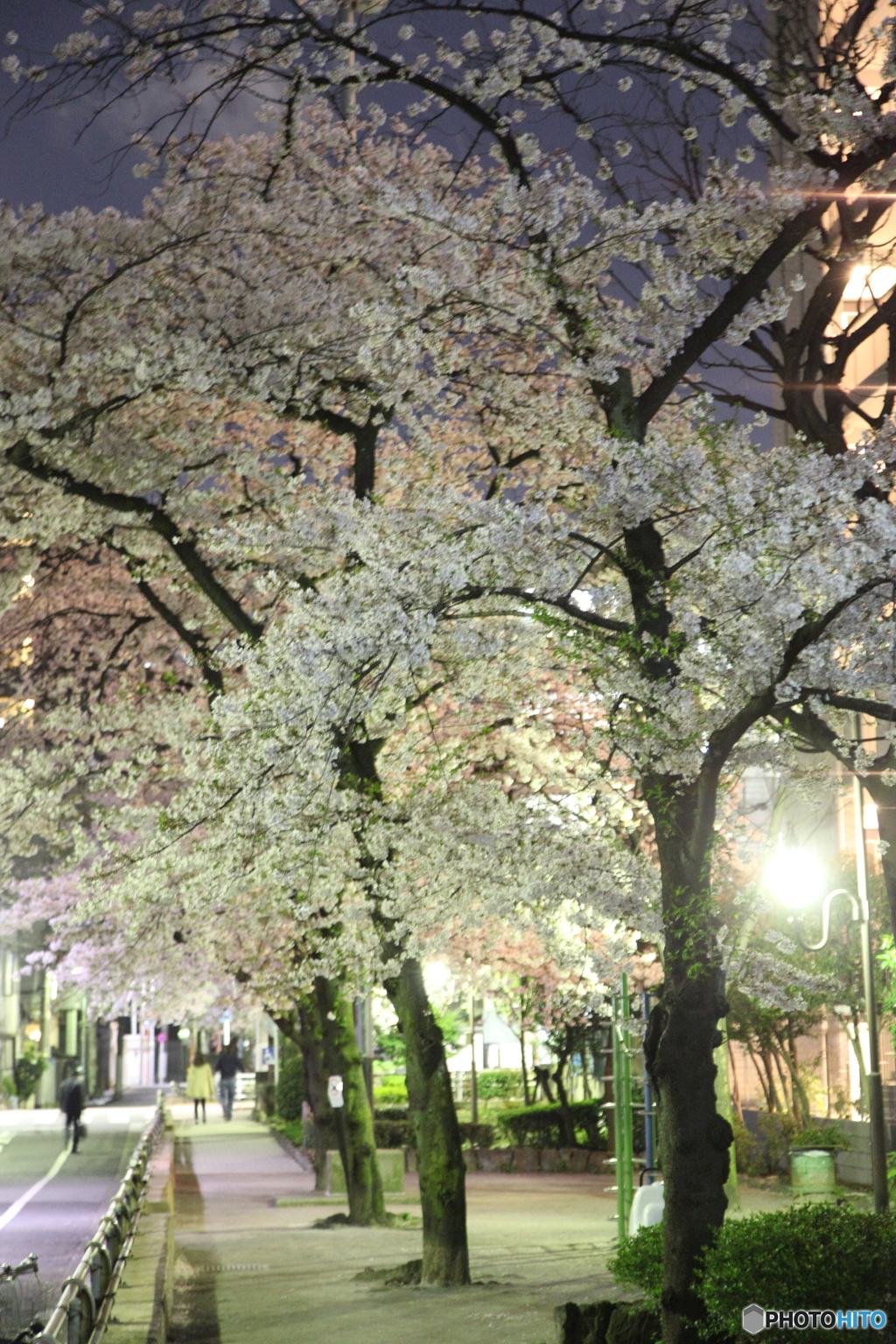 近所の桜