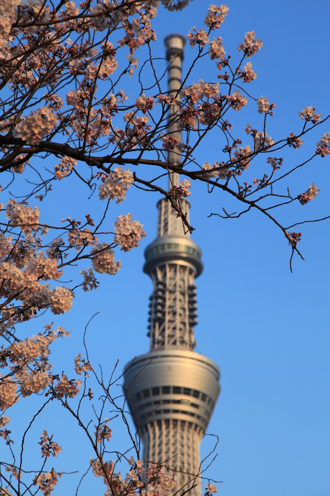 桜とスカイツリー