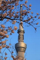 桜とスカイツリー