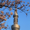 桜とスカイツリー