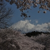 DSC_0868　　桜と富士（岩本山公園）　⑤