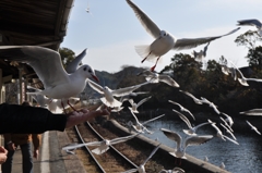 DSC_0322　　天浜線・浜名湖佐久米駅にて　⑭
