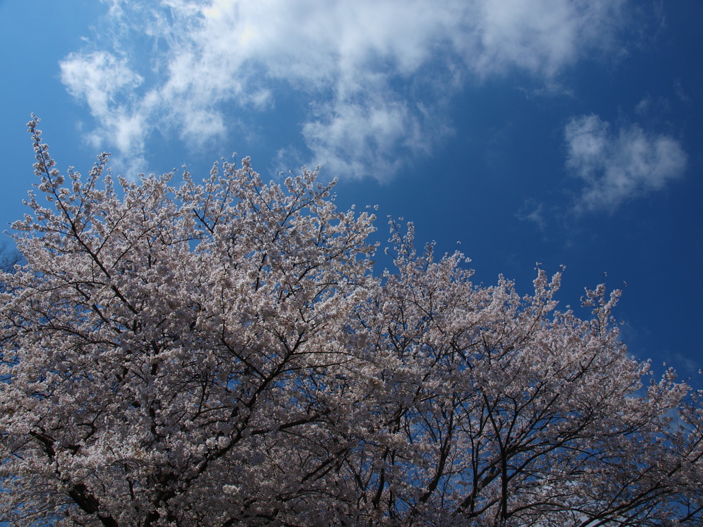 さくらよ、君にも雲が見えるかい