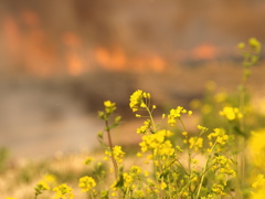 菜の花の夢