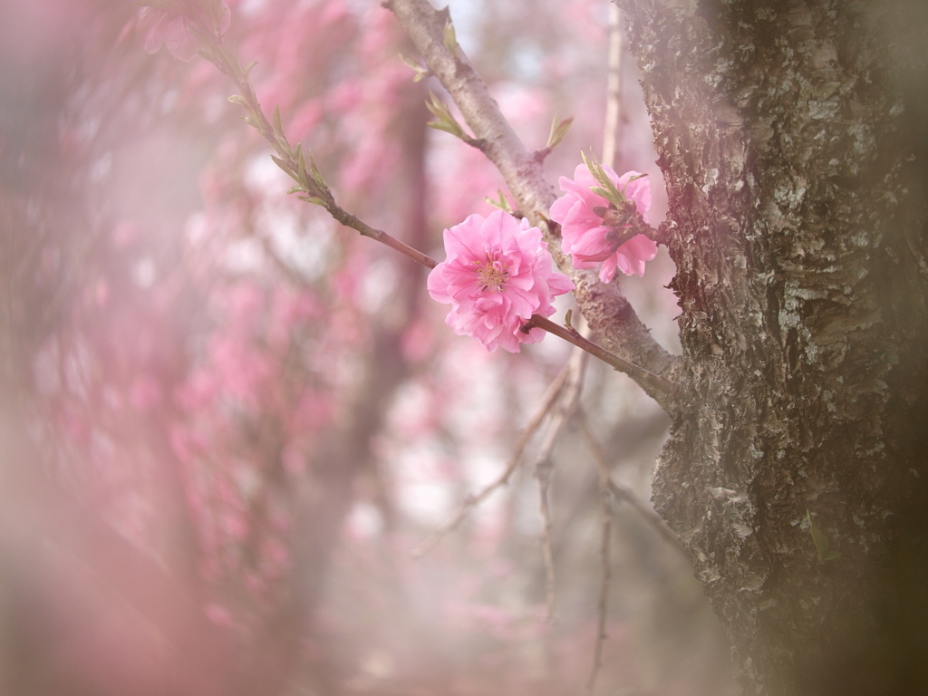 花桃の夢３