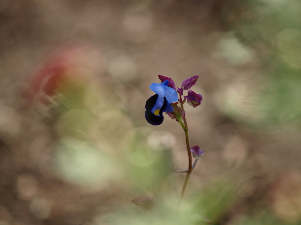 庭に咲く花２