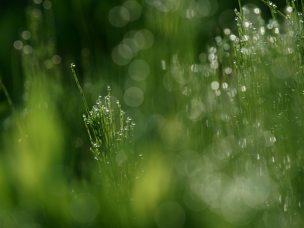 Another Green World