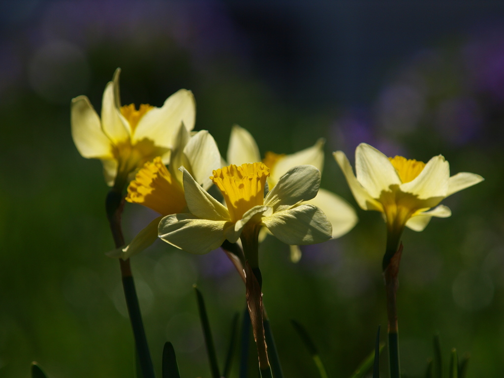 空き地に咲いた光