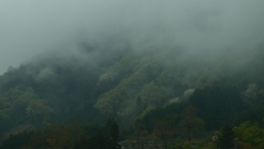 霧雨に萌える２