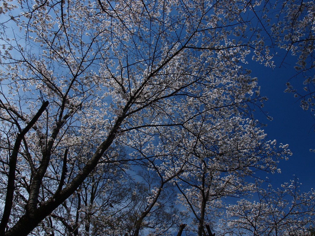 間々田八幡宮の桜１