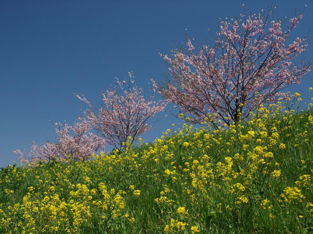 思川桜と菜の花