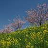 思川桜と菜の花