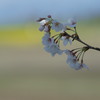 さくらよ、菜の花畑は見えるかい