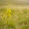 思川堤の菜の花