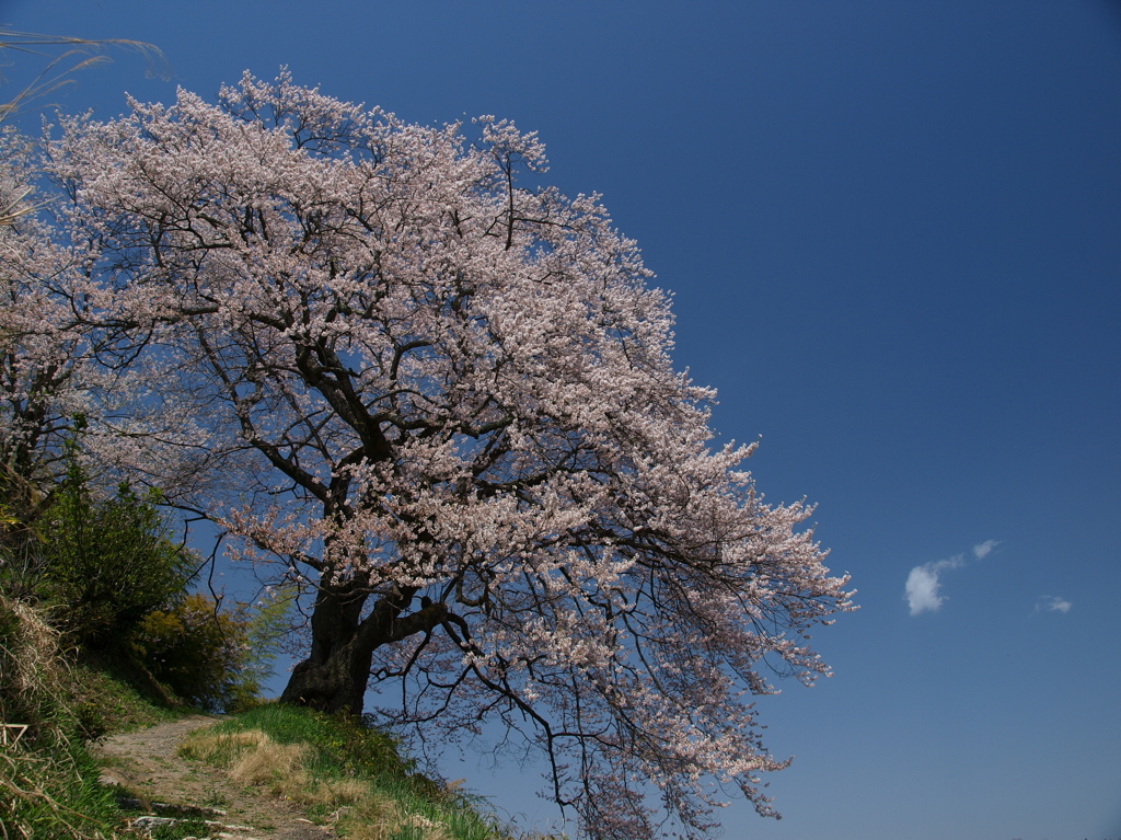 桜と一朶の雲