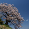 桜と一朶の雲