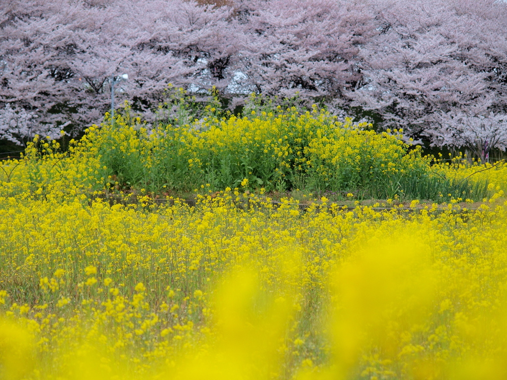 菜の花と桜