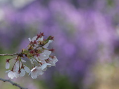 さくら、紫の夢を見る１