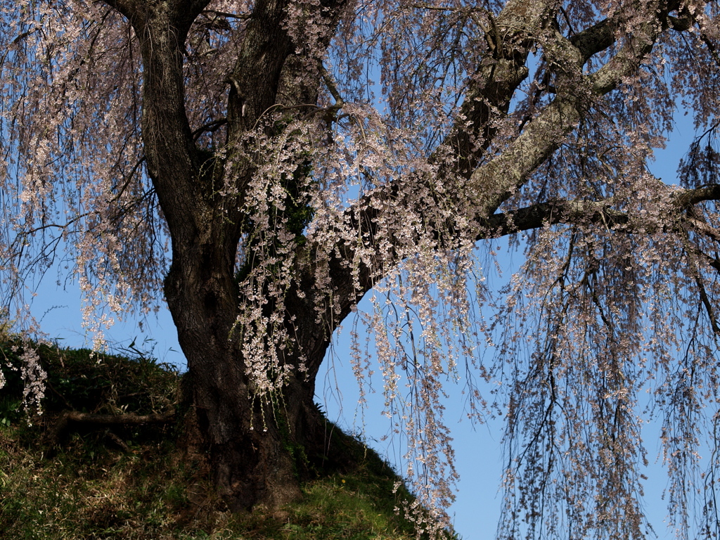 桜降る２