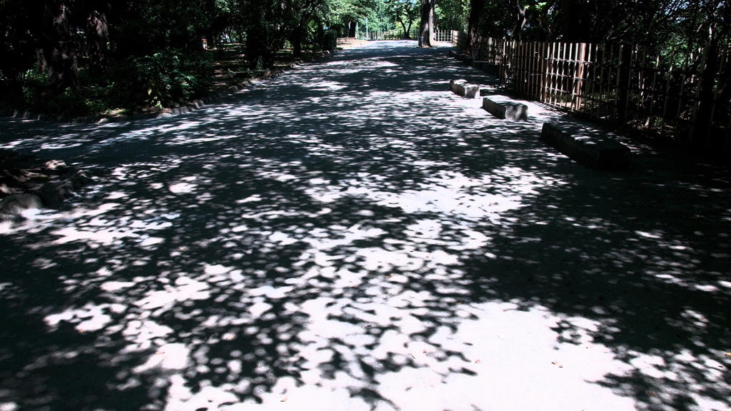 木漏れ日の初夏を想う